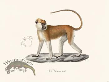 Cuvier 340 The Male Nisnas